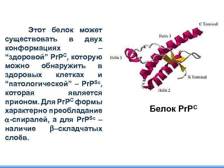  Этот белок может существовать в двух конформациях – “здоровой” Pr. PC, которую можно