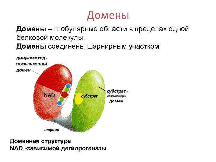 Домены – глобулярные области в пределах одной белковой молекулы. Домены соединены шарнирным участком. Доменная