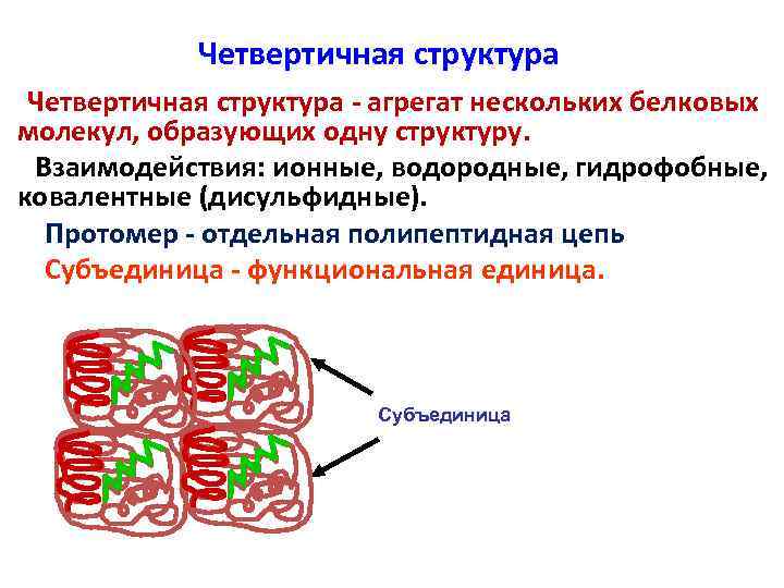 Четвертичная структура - агрегат нескольких белковых молекул, образующих одну структуру. Взаимодействия: ионные, водородные, гидрофобные,