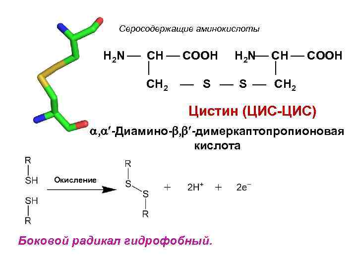 Серосодержащие аминокислоты H 2 N CH COOH H 2 N CH COOH CH 2