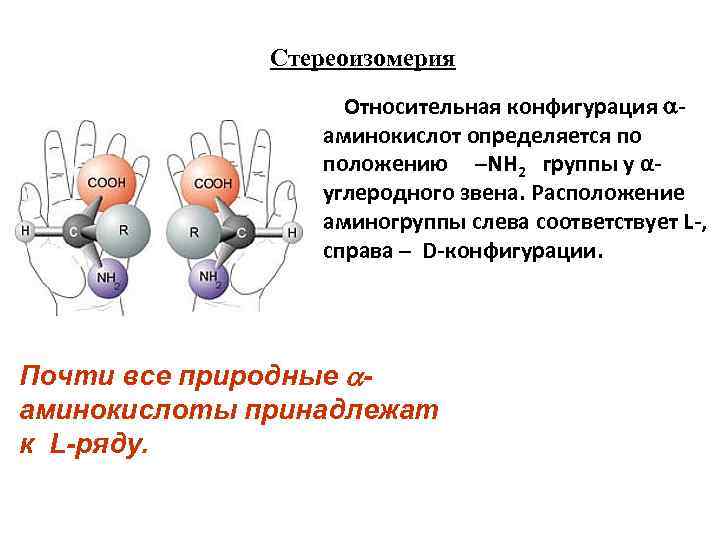 Стереоизомерия Относительная конфигурация - аминокислот определяется по положению –NН 2 группы у αуглеродного звена.