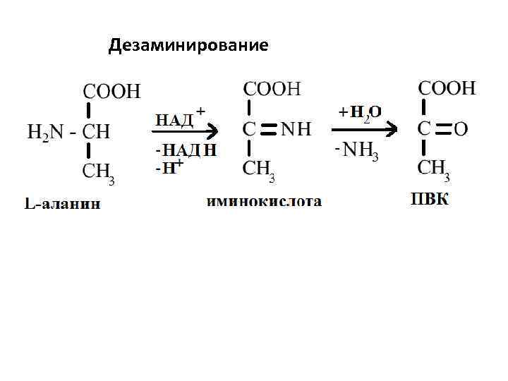 Дезаминирование 