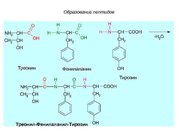 Образование пептидов Треонин Фенилаланин Тирозин Треонил-Фенилаланил-Тирозин 