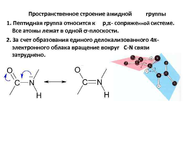 Пространственное строение амидной группы 1. Пептидная группа относится к р, - сопряженной системе. Все