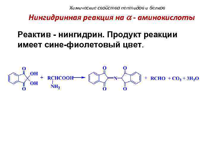 Химические свойства пептидов и белков Нингидринная реакция на - аминокислоты Реактив - нингидрин. Продукт