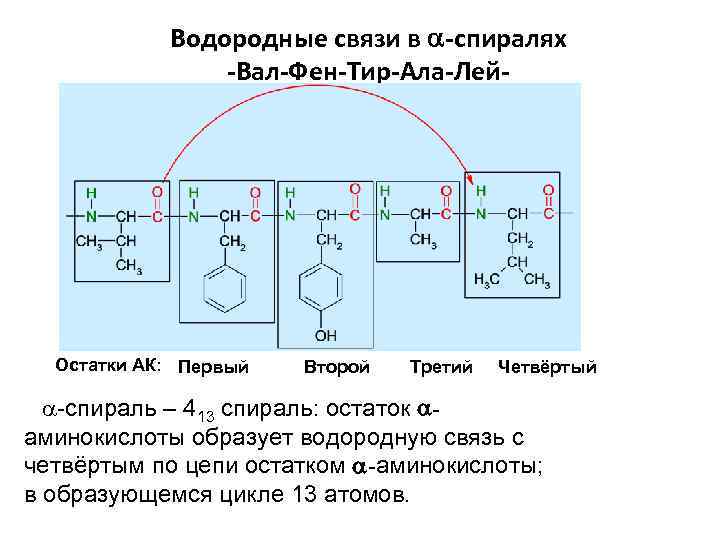 Водородные связи в -спиралях -Вал-Фен-Тир-Ала-Лей- Остатки АК: Первый Второй Третий Четвёртый a-спираль – 413