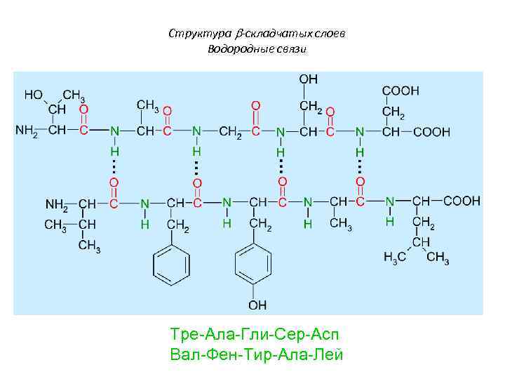 Структура b-складчатых слоев Водородные связи Тре-Ала-Гли-Сер-Асп Вал-Фен-Тир-Ала-Лей 