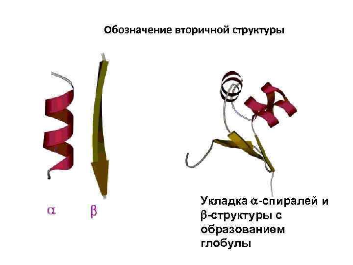 Обозначение вторичной структуры Укладка -спиралей и -структуры с образованием глобулы 