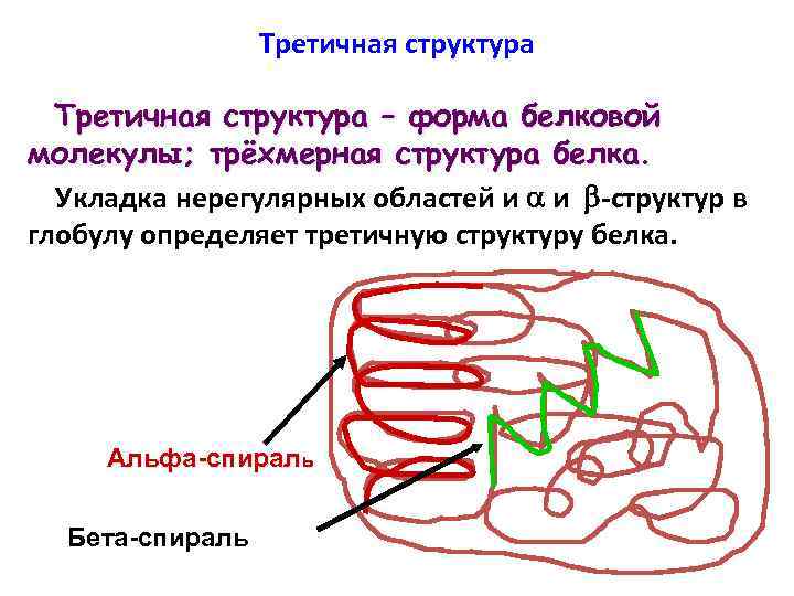 Третичная структура – форма белковой молекулы; трёхмерная структура белка. Укладка нерегулярных областей и и