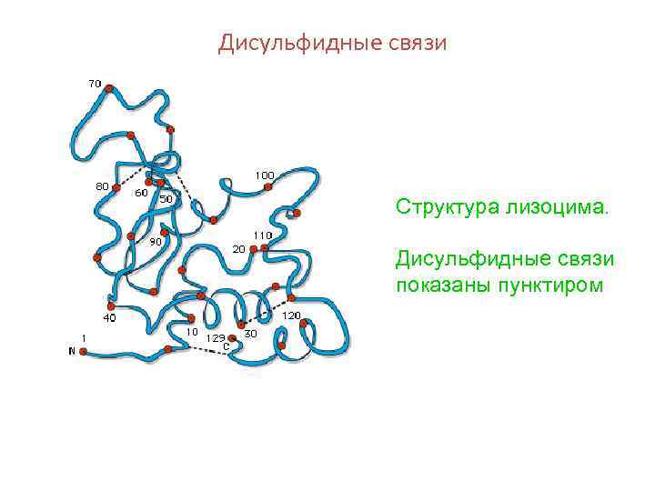 Дисульфидные связи Структура лизоцима. Дисульфидные связи показаны пунктиром 