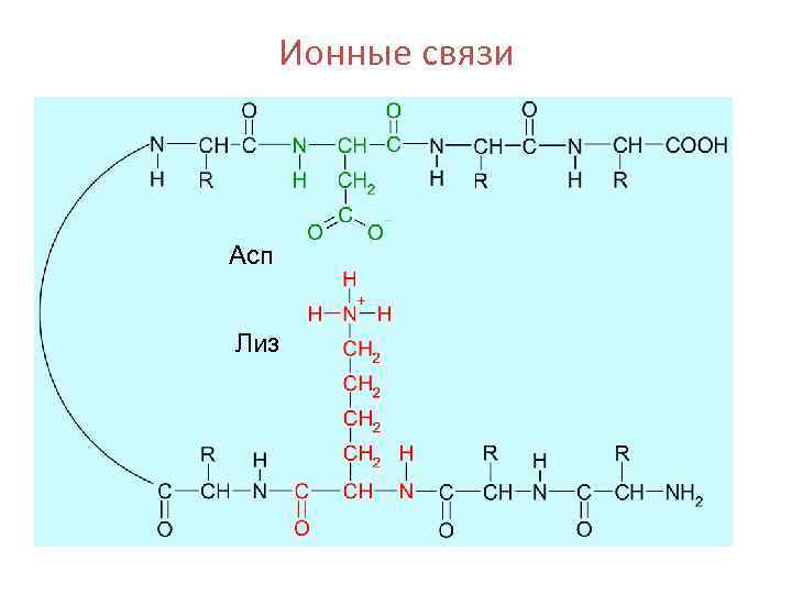 Ионные связи Асп Лиз 