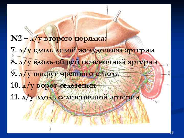 N 2 – л/у второго порядка: 7. л/у вдоль левой желудочной артерии 8. л/у