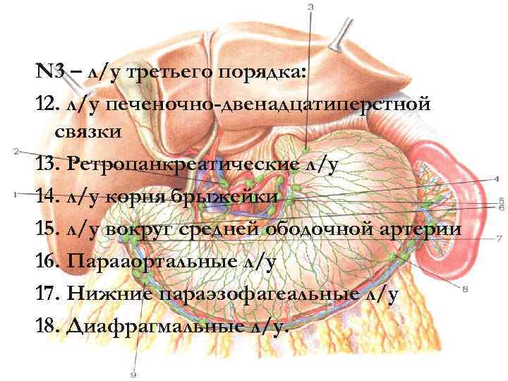 N 3 – л/у третьего порядка: 12. л/у печеночно-двенадцатиперстной связки 13. Ретропанкреатические л/у 14.