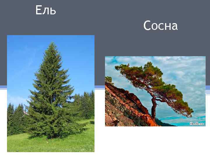 Ель и сосна фото чем отличаются