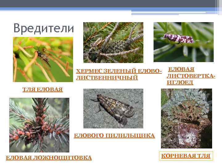 Вредители ХЕРМЕС ЗЕЛЕНЫЙ ЕЛОВО- ЕЛОВАЯ ЛИСТОВЕРТКАЛИСТВЕННИЧНЫЙ ИГЛОЕД ТЛЯ ЕЛОВАЯ ЕЛОВОГО ПИЛИЛЬЩИКА ЕЛОВАЯ ЛОЖНОЩИТОВКА КОРНЕВАЯ