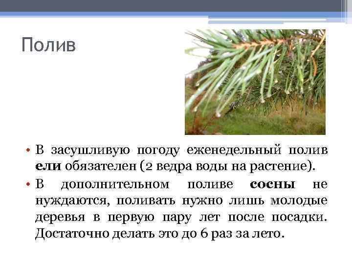 Полив • В засушливую погоду еженедельный полив ели обязателен (2 ведра воды на растение).