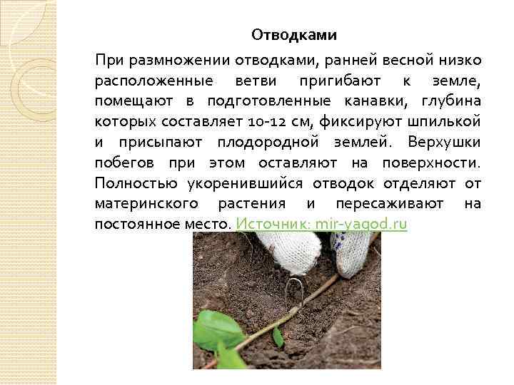 Отводками При размножении отводками, ранней весной низко расположенные ветви пригибают к земле, помещают в