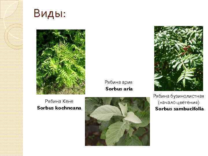 Виды: Рябина ария Sorbus aria Рябина Кене Sorbus koehneana Рябина бузинолистная (начало цветения) Sorbus