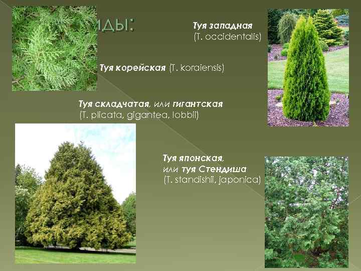 Виды: Туя западная (T. occidentalis) Туя корейская (T. koraiensis) Туя складчатая, или гигантская (T.