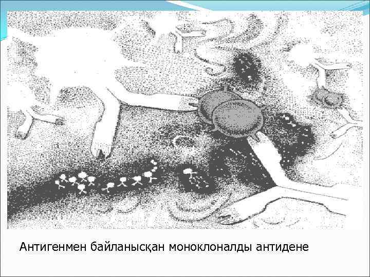 Антигенмен байланысқан моноклоналды антидене 