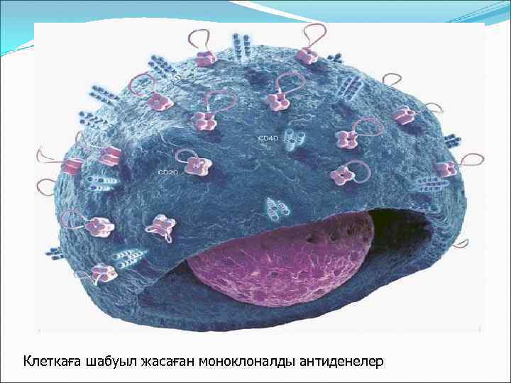 Клеткаға шабуыл жасаған моноклоналды антиденелер 