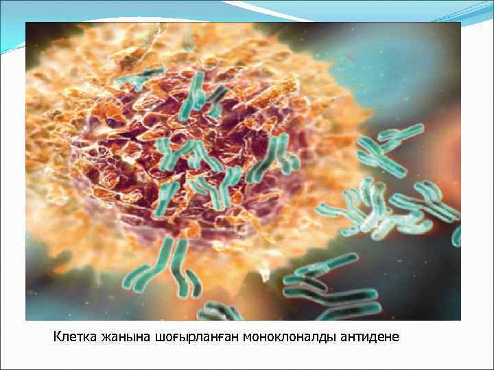 Клетка жанына шоғырланған моноклоналды антидене 