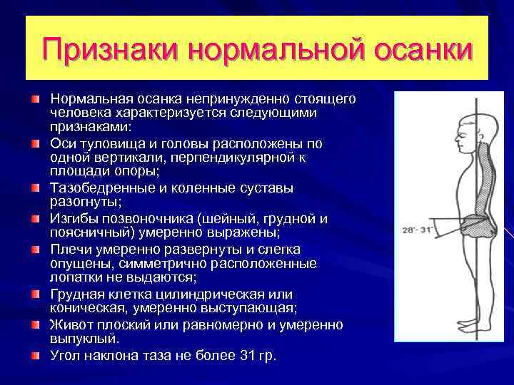 Признаки нормальной осанки Нормальная осанка непринужденно стоящего человека характеризуется следующими признаками: Оси туловища и