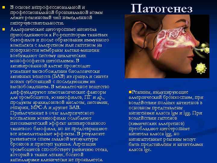 n n В основе непрофессиональной и профессиональной бронхиальной астмы лежит реагиновый тип немедленной гиперчувствительности.