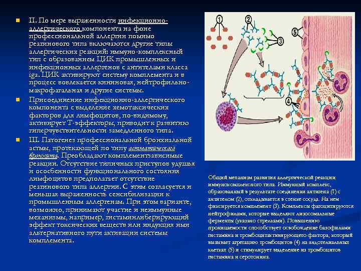 n n n II. По мере выраженности инфекционноаллергического компонента на фоне профессиональной аллергии помимо