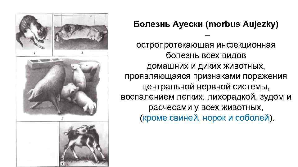 Болезнь Ауески (morbus Aujezky) – остропротекающая инфекционная болезнь всех видов домашних и диких животных,
