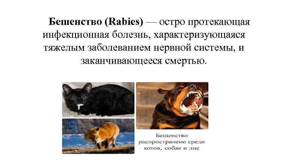 Бешенство (Rabies) — остро протекающая инфекционная болезнь, характеризующаяся тяжелым заболеванием нервной системы, и заканчивающееся