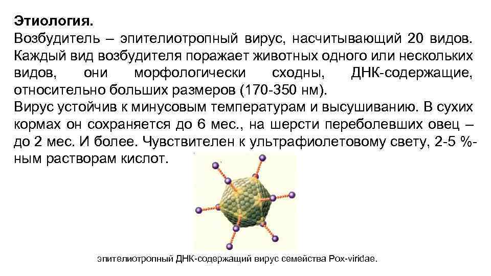 Этиология. Возбудитель – эпителиотропный вирус, насчитывающий 20 видов. Каждый вид возбудителя поражает животных одного