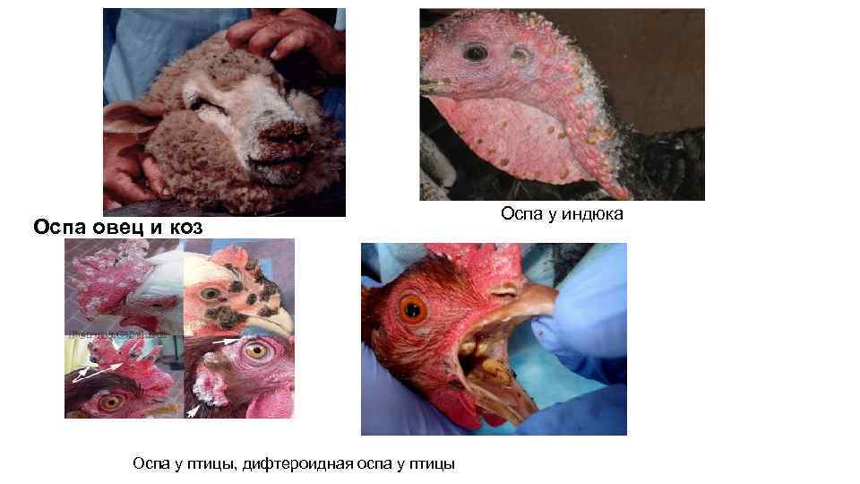 Оспа овец и коз Оспа у птицы, дифтероидная оспа у птицы Оспа у индюка