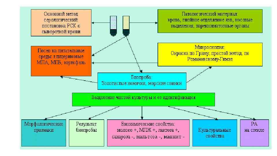 Основной р. Лабораторная диагностика сапа. Лабораторная диагностика сапа и мелиоидоза. САП И диагностические исследования. Схема лабораторной диагностики сапа.