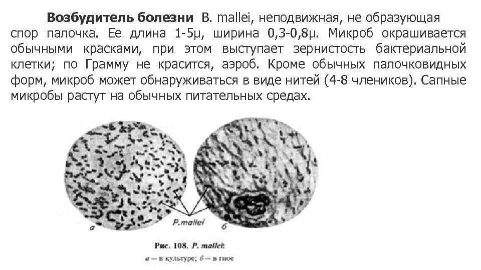 Возбудитель болезни B. mallei, неподвижная, не образующая спор палочка. Ее длина 1 -5µ, ширина