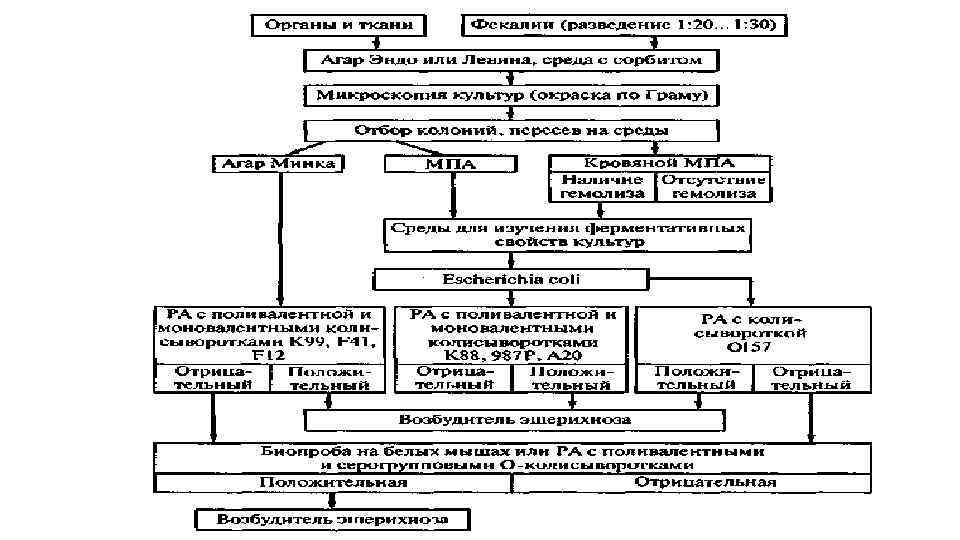 Схема лечения колибактериоз телят