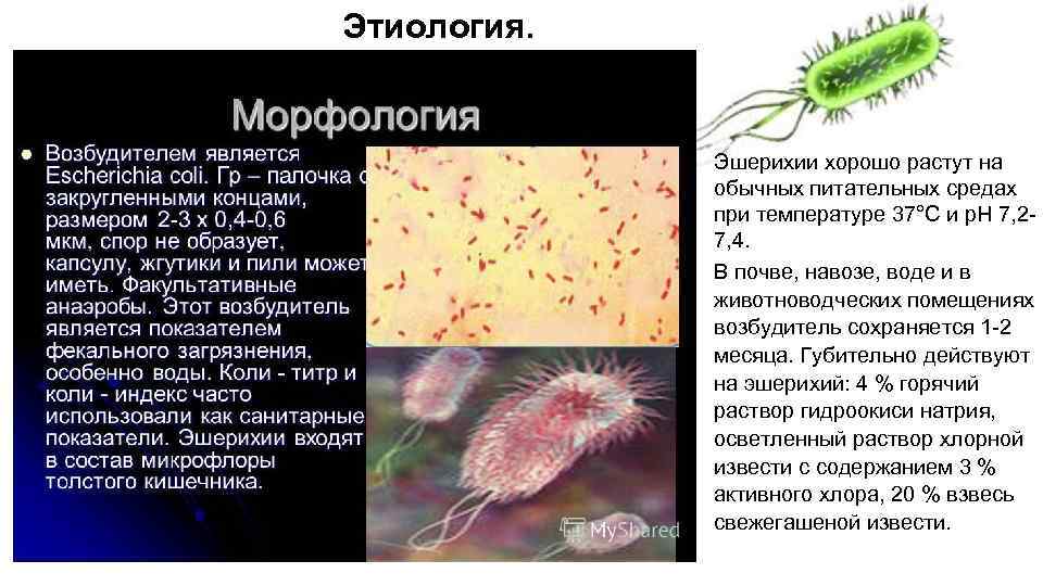 Этиология. Эшерихии хорошо растут на обычных питательных средах при температуре 37°С и р. Н
