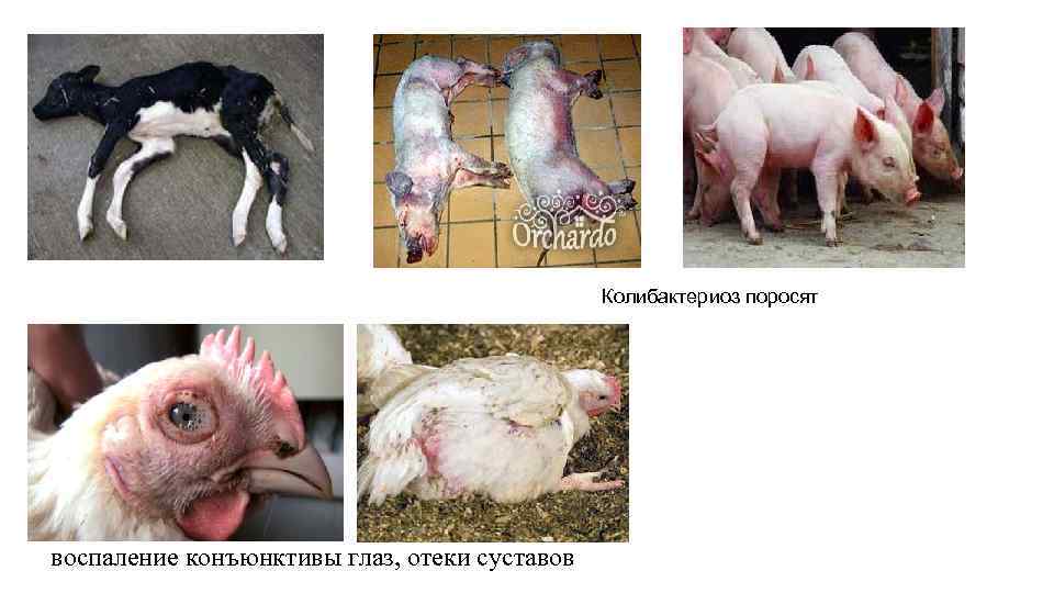 Колибактериоз поросят воспаление конъюнктивы глаз, отеки суставов 