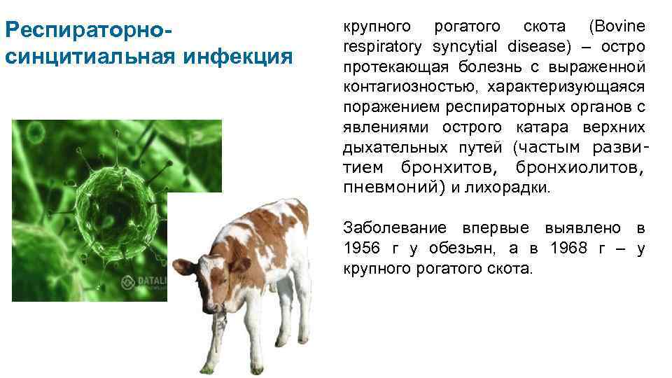 Респираторносинцитиальная инфекция крупного рогатого скота (Bovine respiratory syncytial disease) – остро протекающая болезнь с