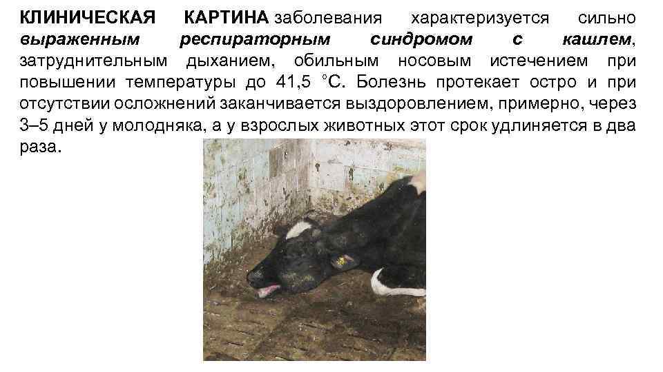 КЛИНИЧЕСКАЯ КАРТИНА заболевания характеризуется сильно выраженным респираторным синдромом с кашлем, затруднительным дыханием, обильным носовым