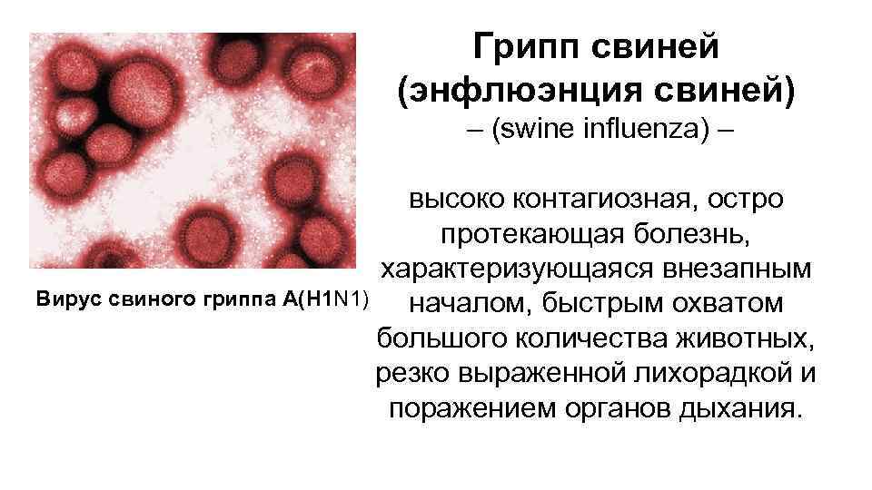Грипп свиней (энфлюэнция свиней) – (swine influenza) – высоко контагиозная, остро протекающая болезнь, характеризующаяся