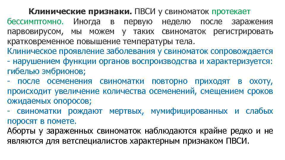Клинические признаки. ПВСИ у свиноматок протекает бессимптомно. Иногда в первую неделю после заражения парвовирусом,