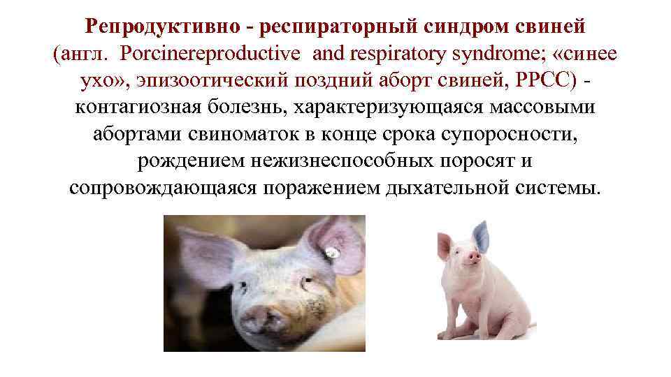 Репродуктивно - респираторный синдром свиней (англ. Porcinereproductive and respiratory syndrome; «синее ухо» , эпизоотический