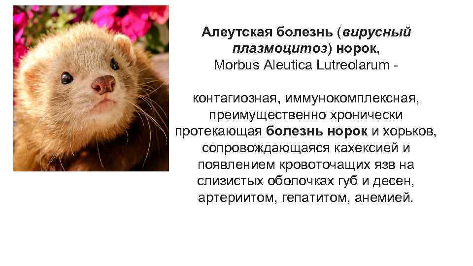 Алеутская болезнь (вирусный плазмоцитоз) норок, Morbus Aleutica Lutreolarum контагиозная, иммунокомплексная, преимущественно хронически протекающая болезнь