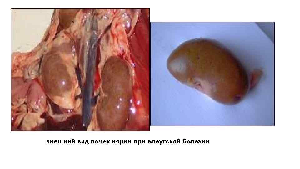 внешний вид почек норки при алеутской болезни 
