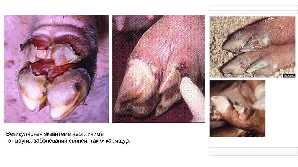 Везикулярная экзантема неотличима от других заболеваний свиней, таких как ящур. 