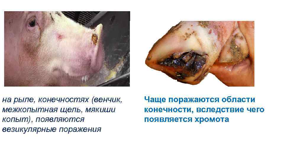 на рыле, конечностях (венчик, межкопытная щель, мякиши копыт), появляются везикулярные поражения Чаще поражаются области