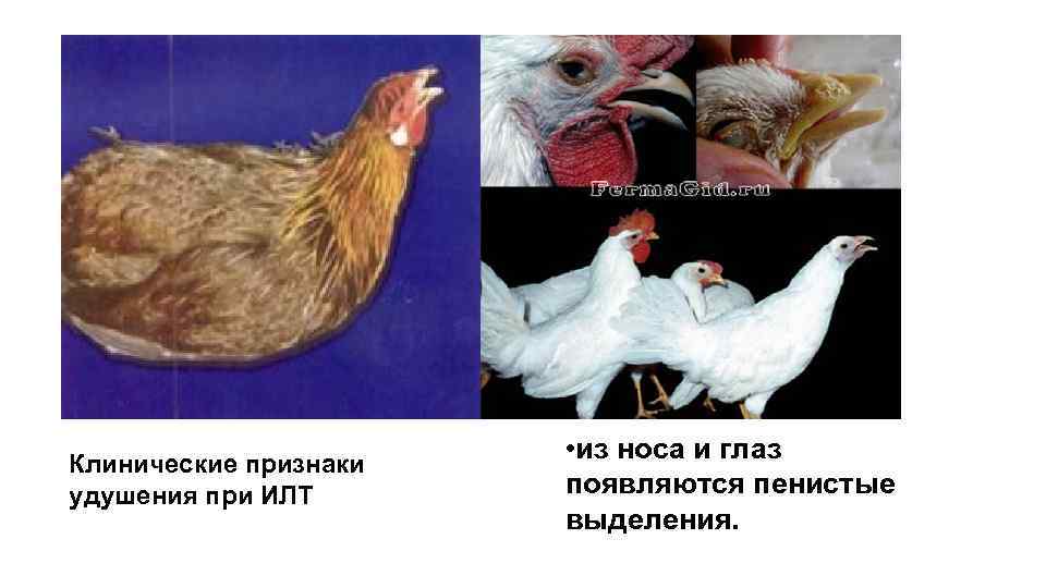 Клинические признаки удушения при ИЛТ • из носа и глаз появляются пенистые выделения. 