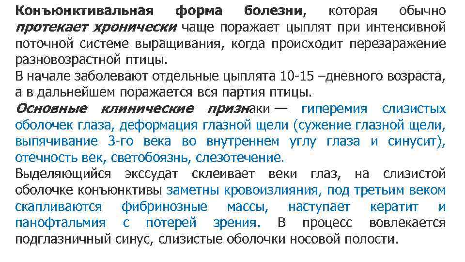 Конъюнктивальная форма болезни, которая обычно протекает хронически чаще поражает цыплят при интенсивной поточной системе