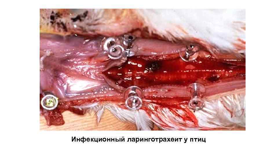 Инфекционный ларинготрахеит у птиц 